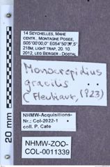 Etikett zu Monocrepidius gracilipes (Fleutiaux, 1923)